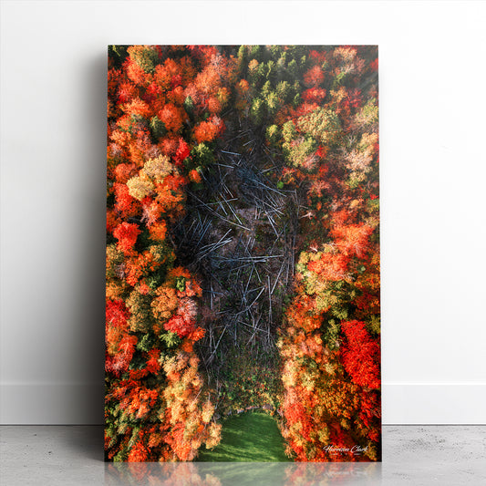 Fall foliage captured in captivating photography, perfect for wall art prints.