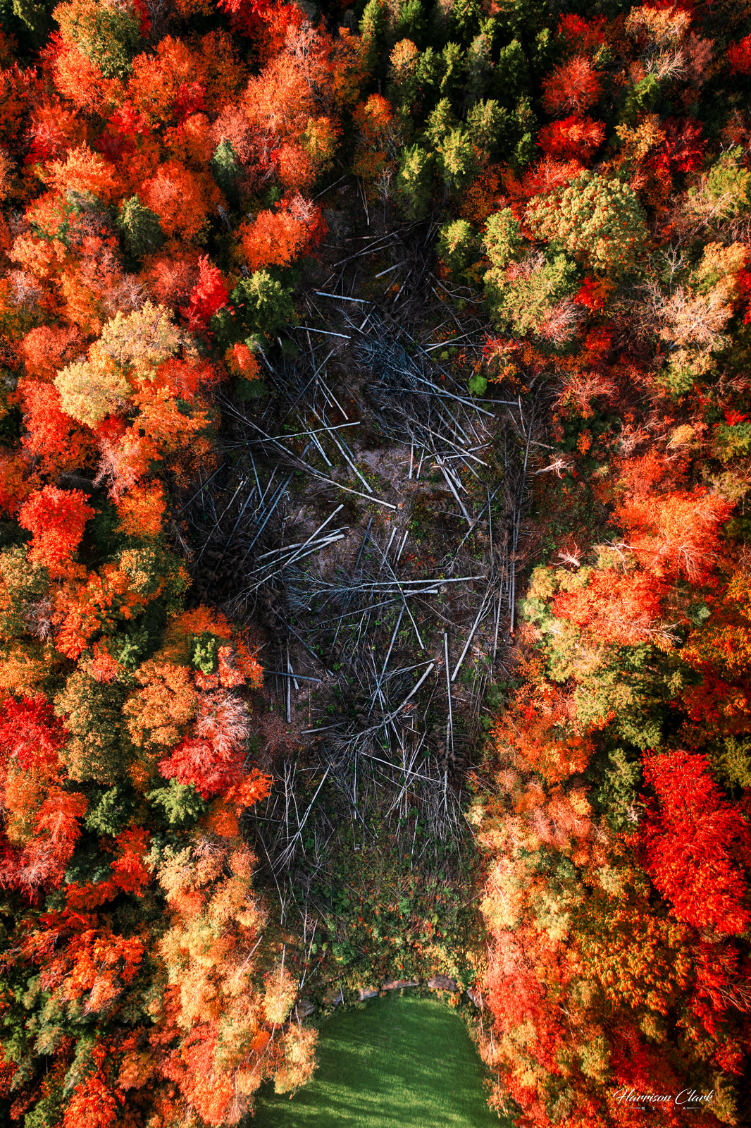 Fall foliage and remnants captured in captivating photography, perfect for wall art prints.